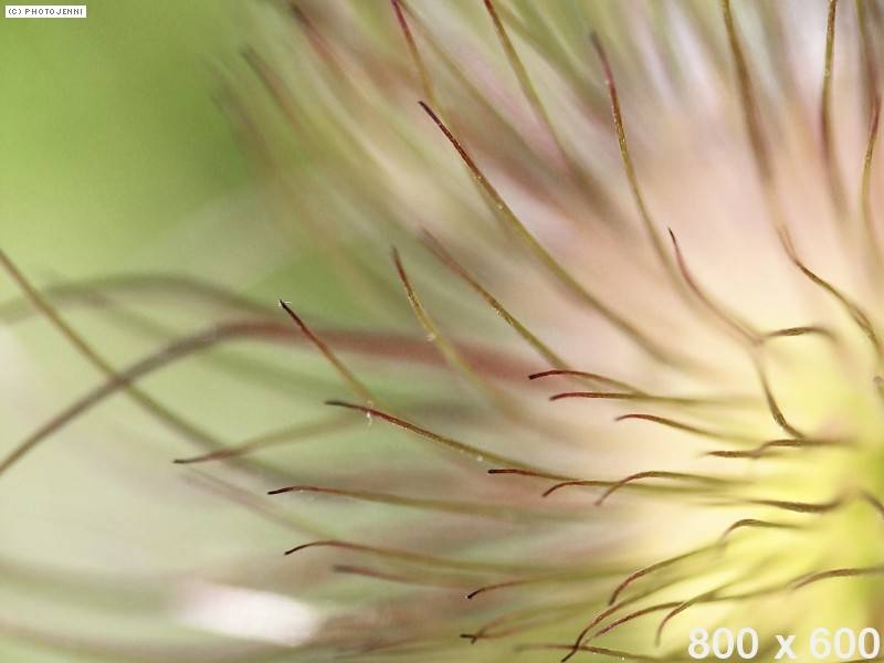 dummy-800x600-Floral
